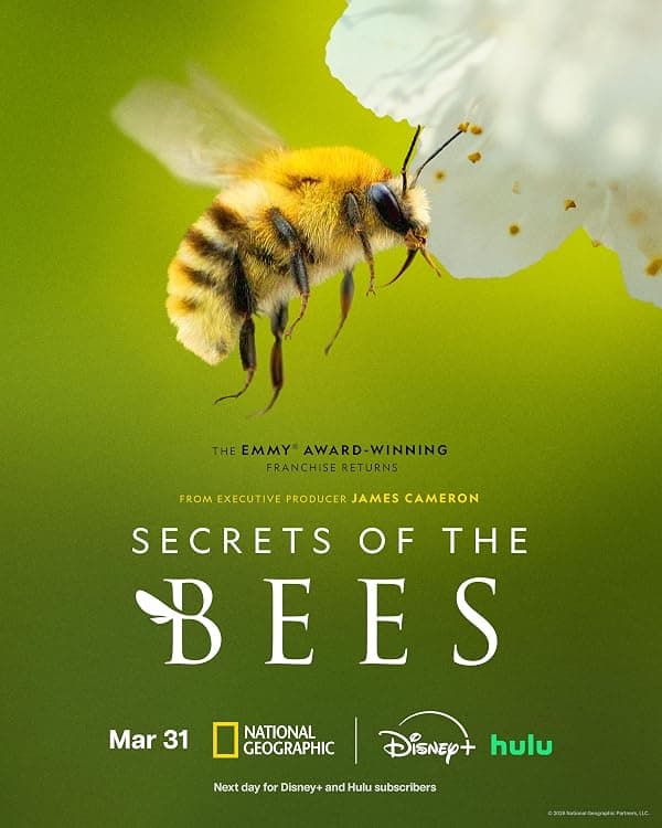 Secrets of the Bees poster